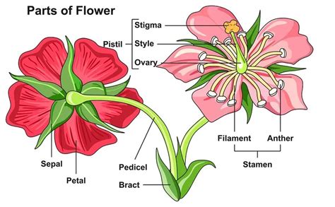 哪裏可以買到花瓣？探索花瓣的浪漫世界与实用之处